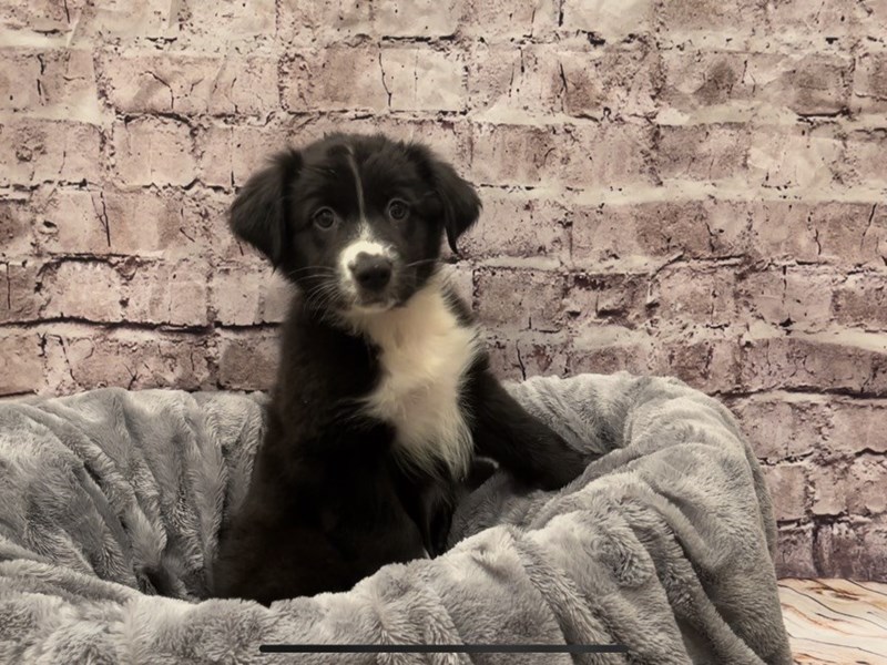 Australian Shepherd- Available 10/20-DOG-Female-Black and White-3350692-PetCenter Old Bridge Puppies For Sale