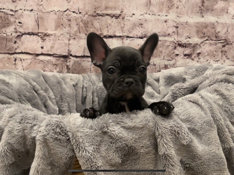French Bulldog- Available 10/20-DOG-Female-Black-3349464-PetCenter Old Bridge Puppies For Sale