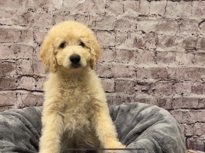 Goldendoodle- Available 10/20-DOG-Male-Light Golden-3350725-PetCenter Old Bridge Puppies For Sale