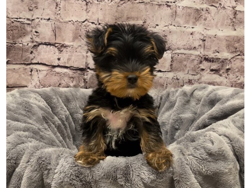 Yorkshire Terrier- Available 10/20-DOG-Male-Black and Tan-3350804-PetCenter Old Bridge Puppies For Sale