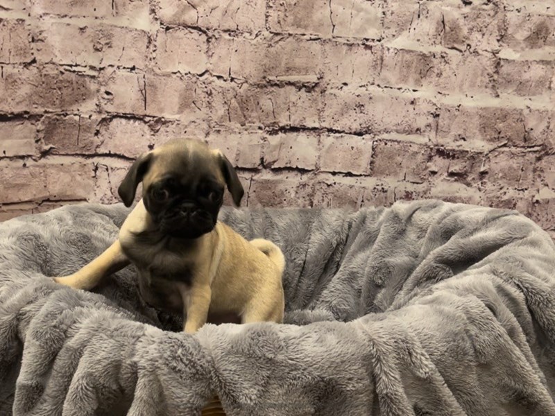 Pug- Available 9/20-Female-Fawn-3350826-PetCenter Old Bridge Puppies For Sale