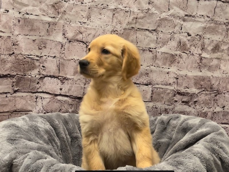 Golden Retriever- Available 10/20-DOG-Male-Golden-3350786-PetCenter Old Bridge Puppies For Sale