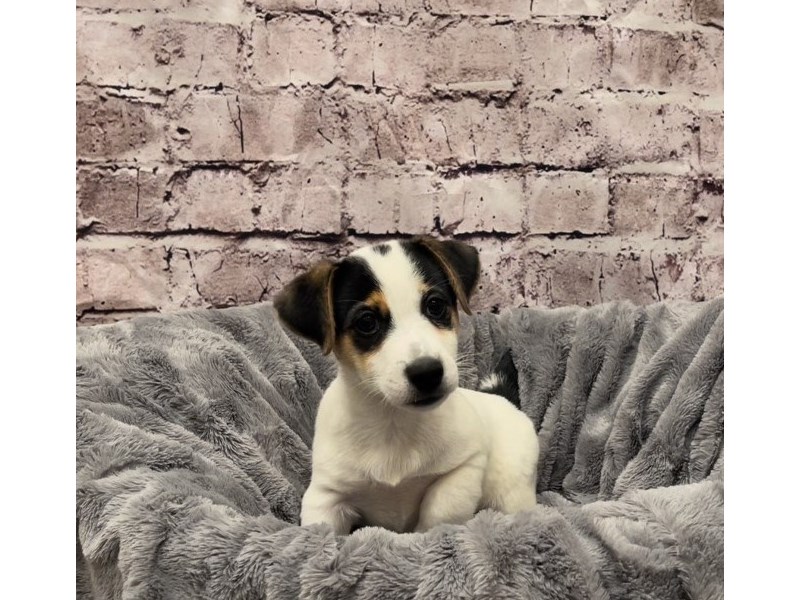 Jack Russell Terrier- Available 10/20-Male-Black White / Tan-3349570-PetCenter Old Bridge