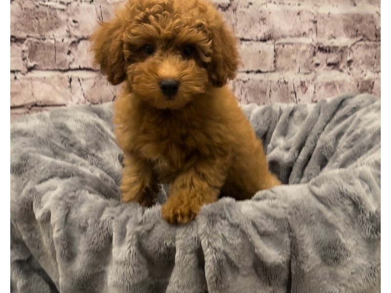 Poodle- Available 10/20-Male-Red-3349465-PetCenter Old Bridge Puppies For Sale