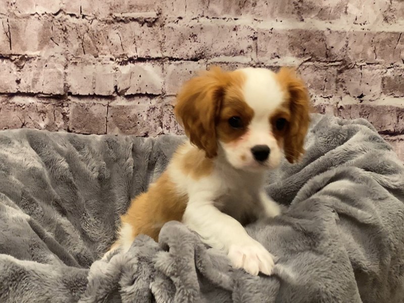 Cavalier King Charles Spaniel- Available 10/20-Male-Blenheim-3349571-PetCenter Old Bridge Puppies For Sale