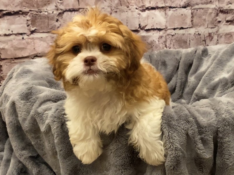 Teddy Bear- Available 10/20-DOG-Male-Brown / White-3349462-PetCenter Old Bridge Puppies For Sale