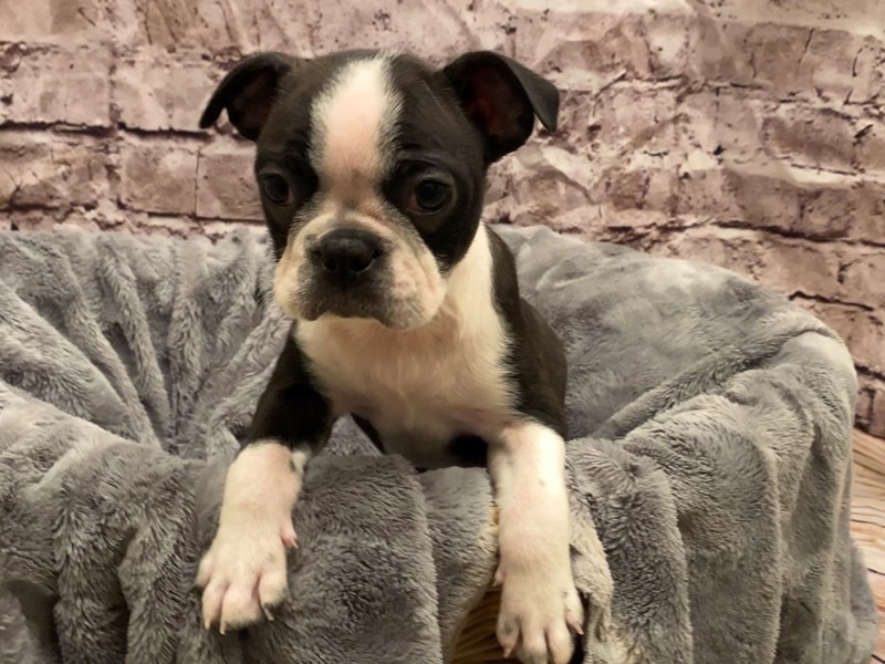 Boston Terrier- Available 10/27-DOG-Male-Black and White-3359704-PetCenter Old Bridge Puppies For Sale