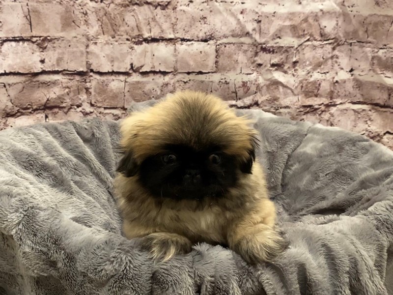 Pekingese- Available 10/27-Female-Fawn-3359716-PetCenter Old Bridge Puppies For Sale