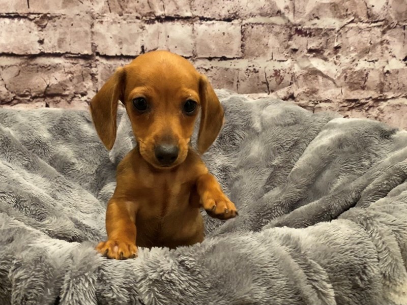 Dachshund- Available 10/27-DOG-Female-Red-3359544-PetCenter Old Bridge Puppies For Sale