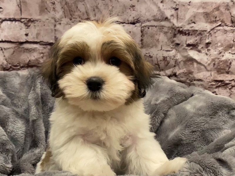 Coton De Tulear- Available 10/27-Female-Brown / White-3358133-PetCenter Old Bridge Puppies For Sale