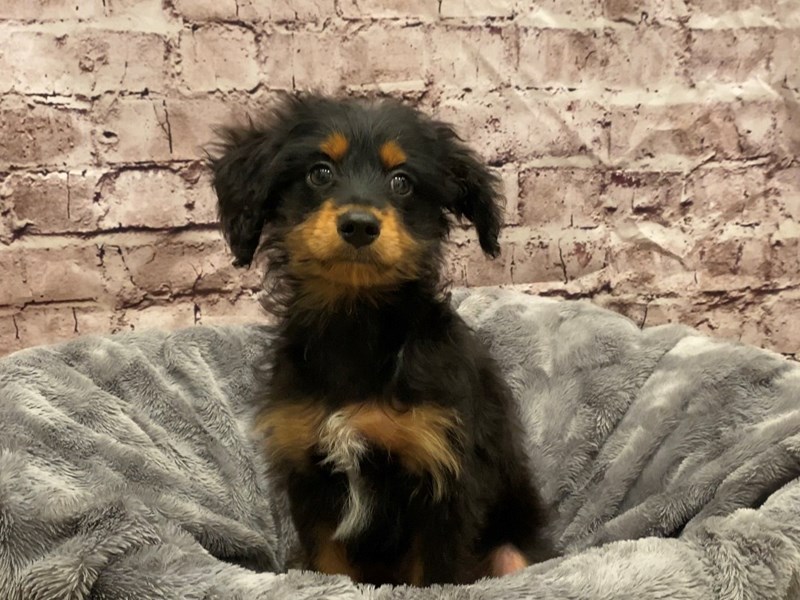 Mini Aussie Poo- Available 10/27-Male-Black and Brown-3359889-PetCenter Old Bridge Puppies For Sale