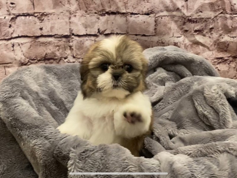Shih Tzu- Available 10/27-DOG-Female-Gold / White-3358137-PetCenter Old Bridge Puppies For Sale