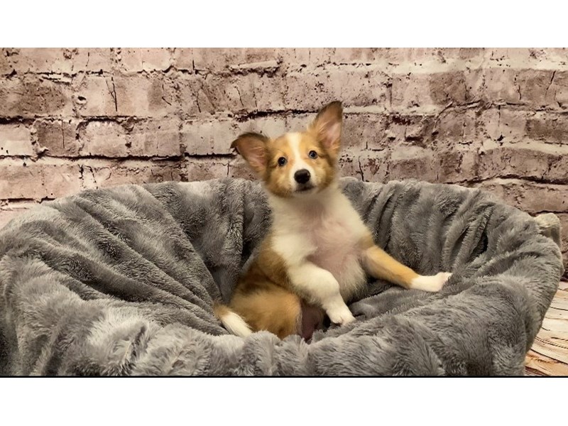 Shetland Sheepdog- Available 10/13-DOG-Male-Merle-3340680-PetCenter Old Bridge Puppies For Sale