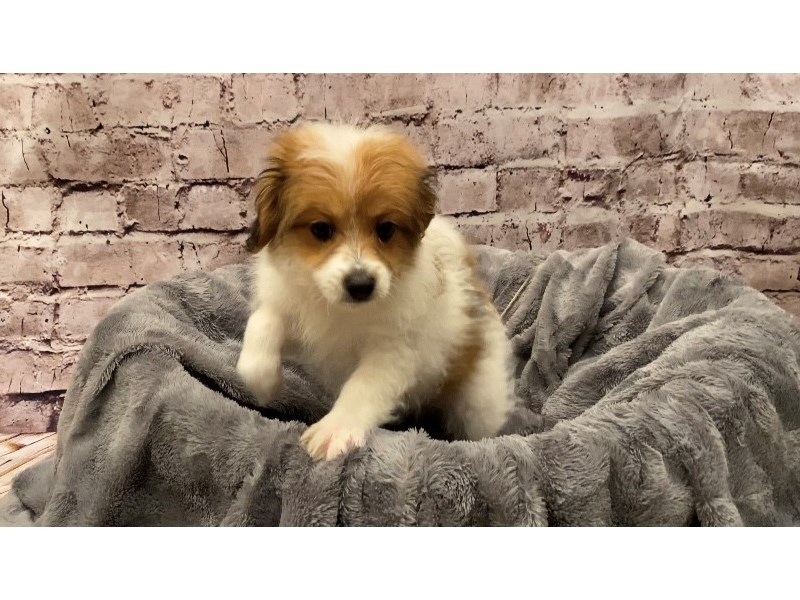 Pom-A-Poo- Available 10/13-DOG-Female-Red and White-3341537-PetCenter Old Bridge Puppies For Sale