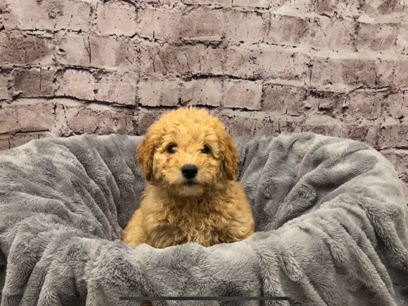 Mini Goldendoodle 2nd Gen- Available 10/20-DOG-Male-Apricot-3350707-PetCenter Old Bridge
