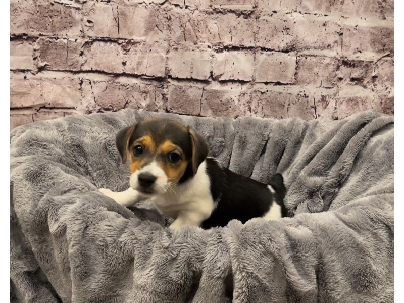 Jack Russell Terrier- Available 10/20-Female-Black White / Tan-3349569-PetCenter Old Bridge Puppies For Sale