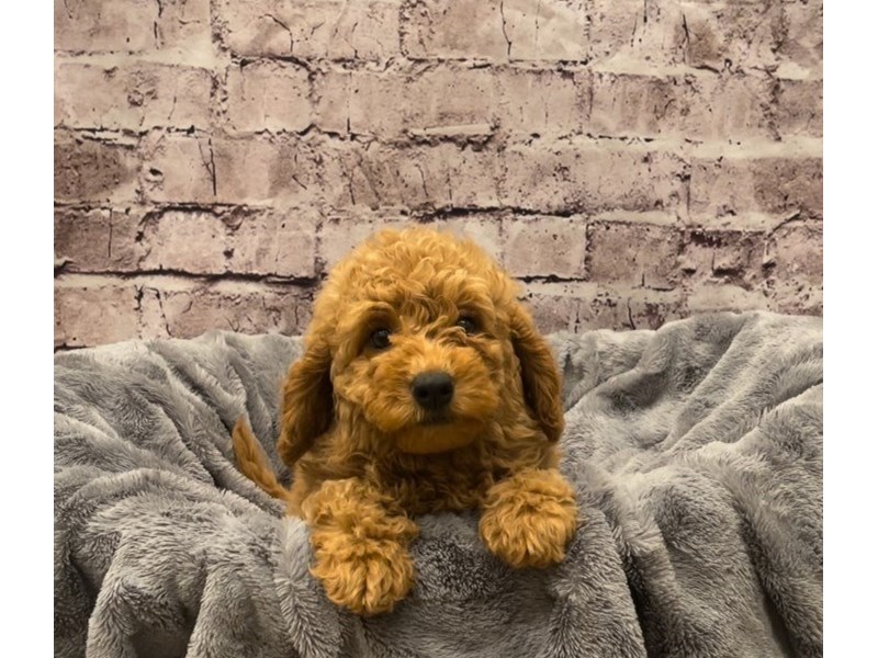 Mini Goldendoodle 2nd Gen- Available 10/20-Female-Red-3350708-PetCenter Old Bridge