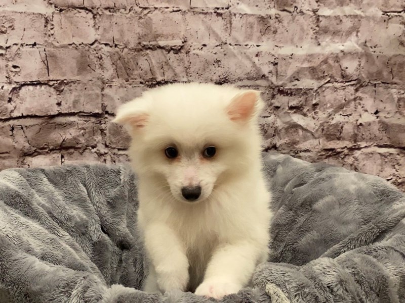 American Eskimo- Available 10/27-DOG-Male-White-3359650-PetCenter Old Bridge Puppies For Sale