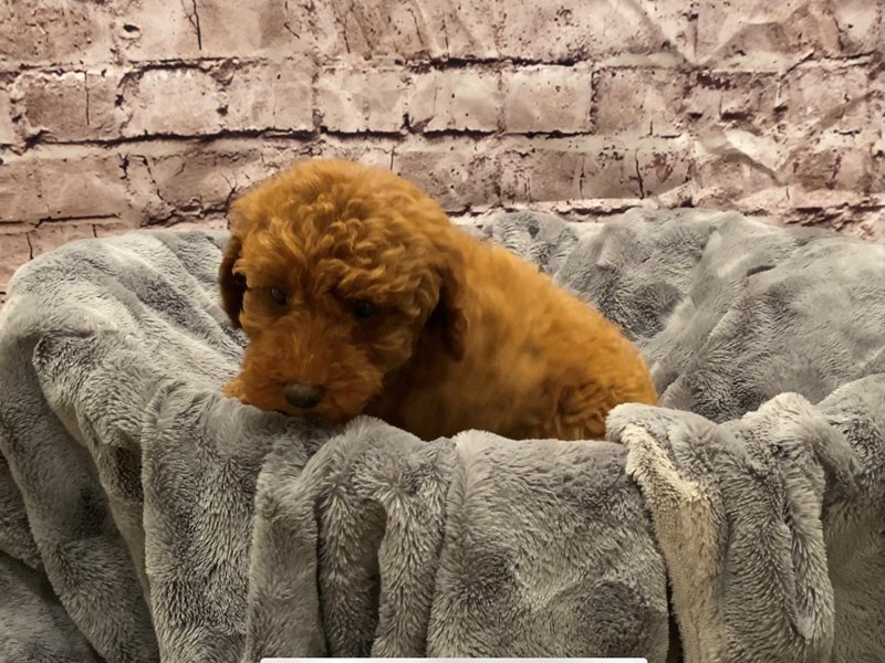Poodle- Available 10/27-DOG-Female-Red-3358139-PetCenter Old Bridge Puppies For Sale