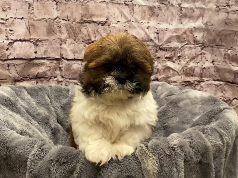 Shih Tzu- Available 10/27-Male-Gold / White-3358138-PetCenter Old Bridge Puppies For Sale