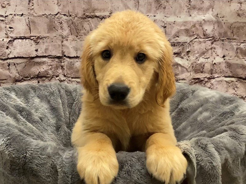 Golden Retriever- Available 10/27-DOG-Male-Golden-3359734-PetCenter Old Bridge Puppies For Sale