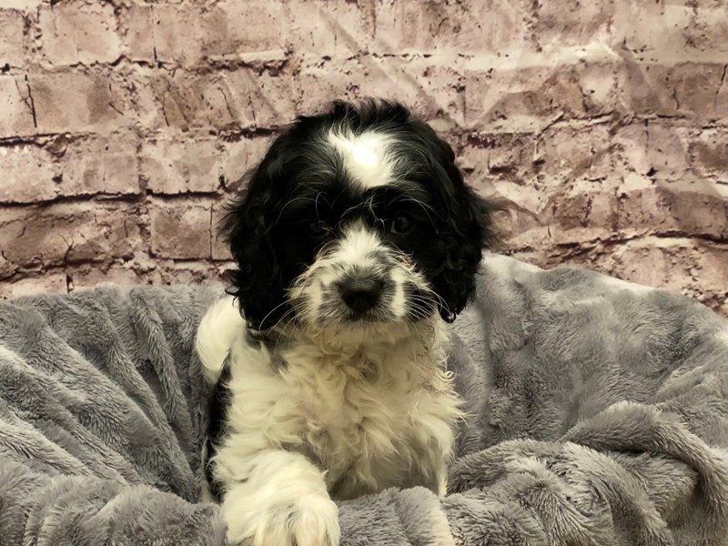 Cavapoo- Available 10/27-DOG-Male-Black and White-3359811-PetCenter Old Bridge Puppies For Sale