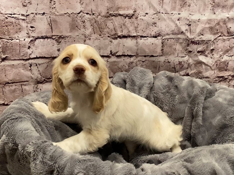 Cocker Spaniel- Available 10/27-DOG-Female-Buff / White-3358136-PetCenter Old Bridge Puppies For Sale