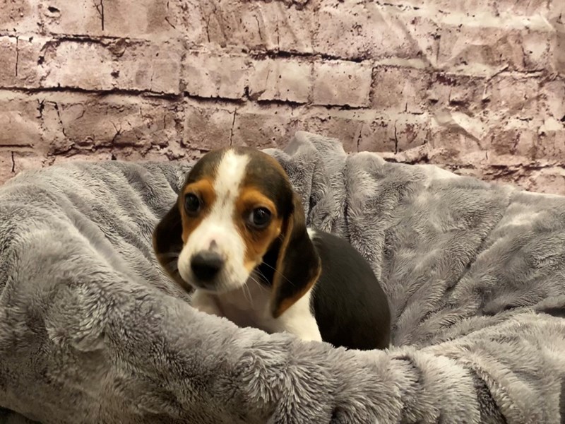 Beagle- Available 10/27-DOG-Female-Black White and Tan-3359599-PetCenter Old Bridge Puppies For Sale