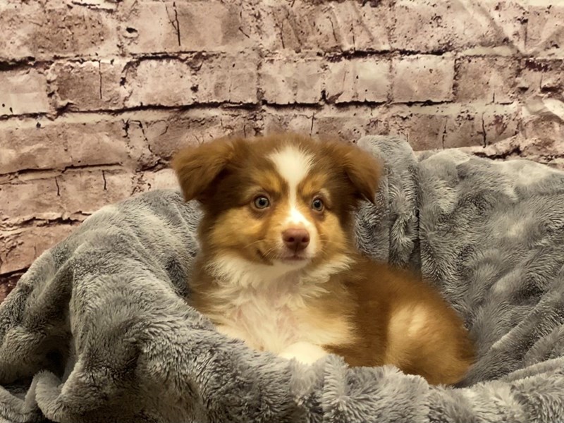 Miniature Australian Shepherd- Available 10/27-DOG-Male-Red and White-3359662-PetCenter Old Bridge