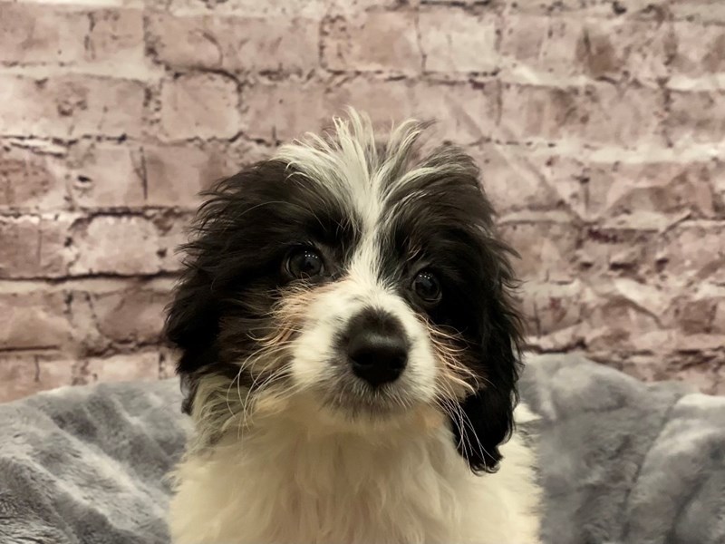 Mini Aussie Poo- Available 10/27-DOG-Female-Black and White-3359887-PetCenter Old Bridge