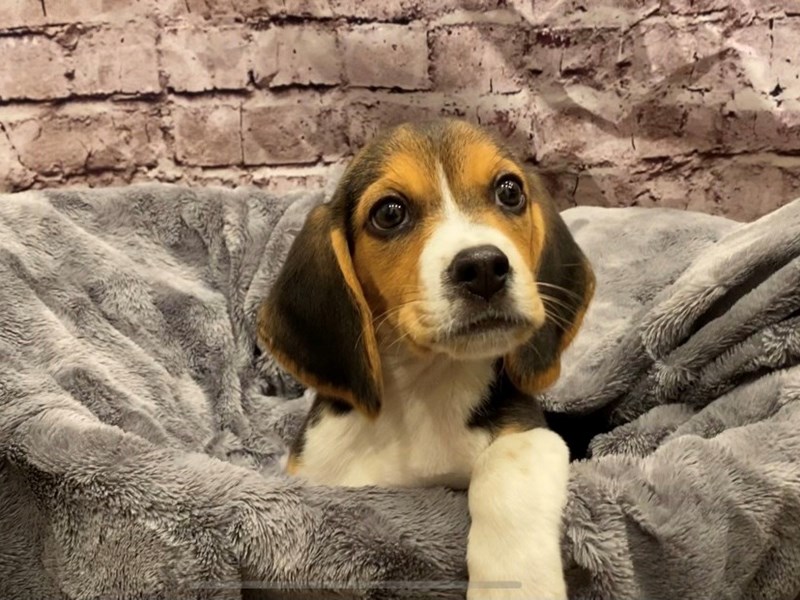 Beagle- Available 10/27-Male-Black White and Tan-3359713-PetCenter Old Bridge Puppies For Sale