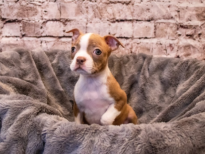 Boston Terrier- Available 11/3-Female-Lilac-3367440-PetCenter Old Bridge Puppies For Sale