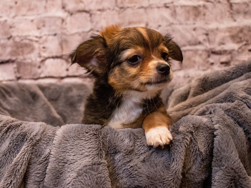 Chihuahua- Available 11/3-DOG-Male-Sable-3367436-PetCenter Old Bridge Puppies For Sale