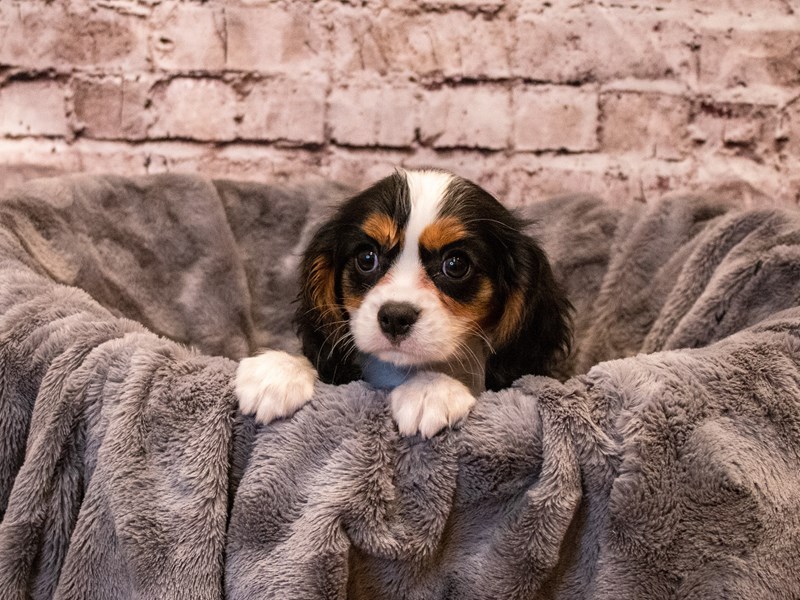 Cavalier King Charles Spaniel- Available 11/3-DOG-Female-Tri-Colored-3367514-PetCenter Old Bridge