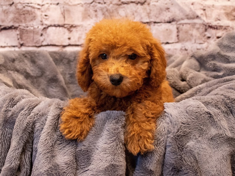 Poodle- Available 11/3-DOG-Male-Apricot-3367515-PetCenter Old Bridge Puppies For Sale