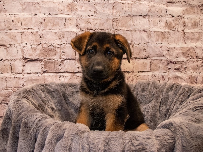 German Shepherd- Available 11/3-Female-Black / Red-3367435-PetCenter Old Bridge Puppies For Sale