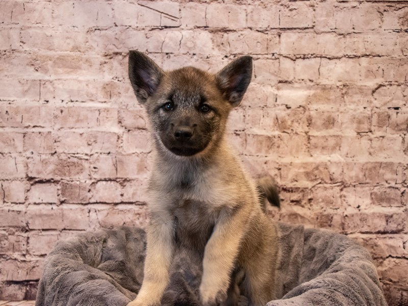 Norwegian Elkhound-Female-Black / Silver-3367434-PetCenter Old Bridge Puppies For Sale
