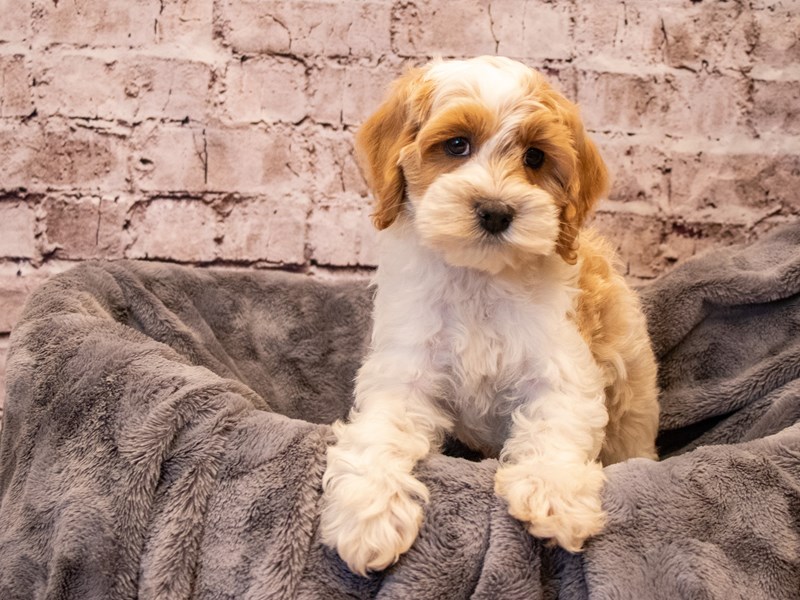 Cockapoo- Available 11/3-DOG-Male-Buff / White-3367443-PetCenter Old Bridge Puppies For Sale