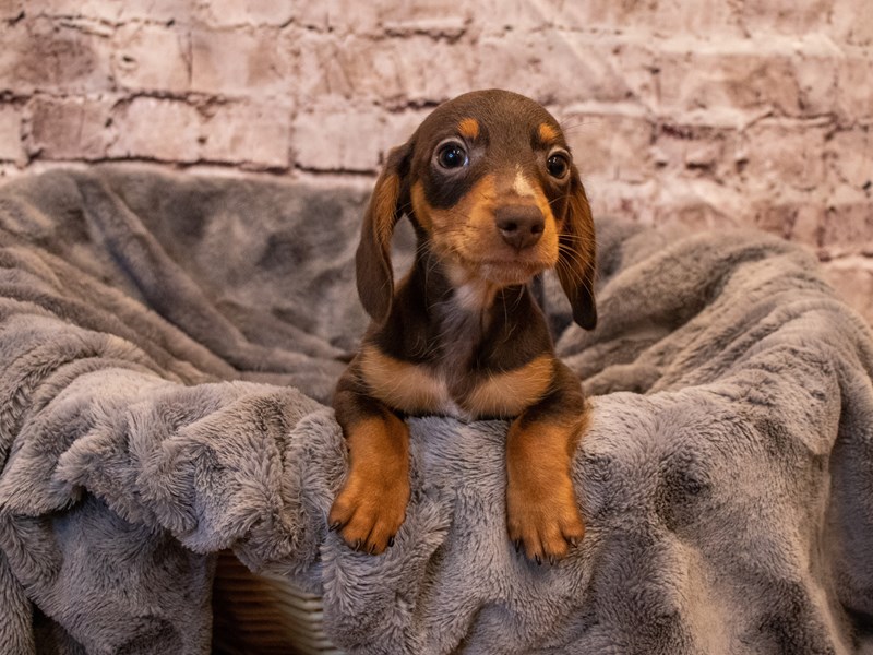 Dachshund- Available 11/3-Male-Chocolate and Tan-3367886-PetCenter Old Bridge Puppies For Sale