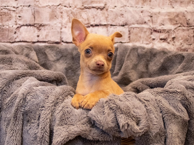 Chihuahua- Available 11/3-Female-Blue Fawn-3368049-PetCenter Old Bridge Puppies For Sale