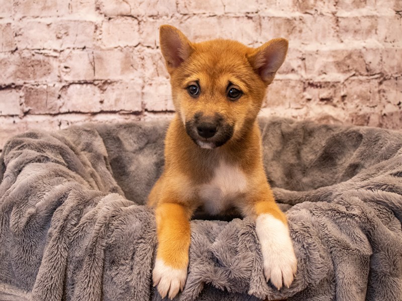 Shiba Inu- Available 11/3-Male-Red Sesame-3368082-PetCenter Old Bridge Puppies For Sale