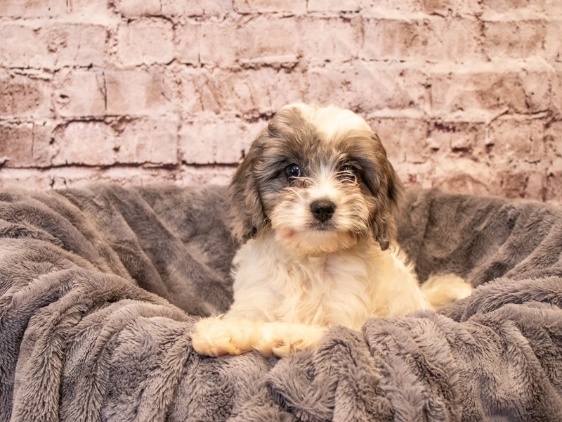 Cavapoo- Available 11/3-Female-Blue Merle-3368110-PetCenter Old Bridge Puppies For Sale