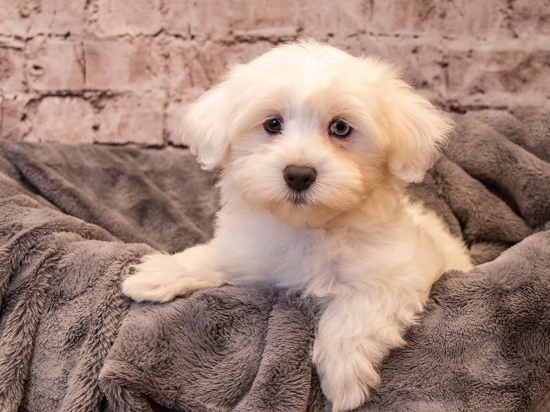 Coton De Tulear- Available 11/3-DOG-Male-White-3367439-PetCenter Old Bridge Puppies For Sale