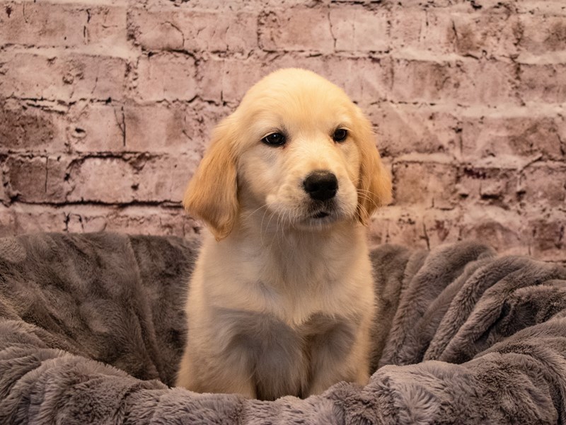 Golden Retriever- Available 11/3-DOG-Female-Cream-3367438-PetCenter Old Bridge Puppies For Sale