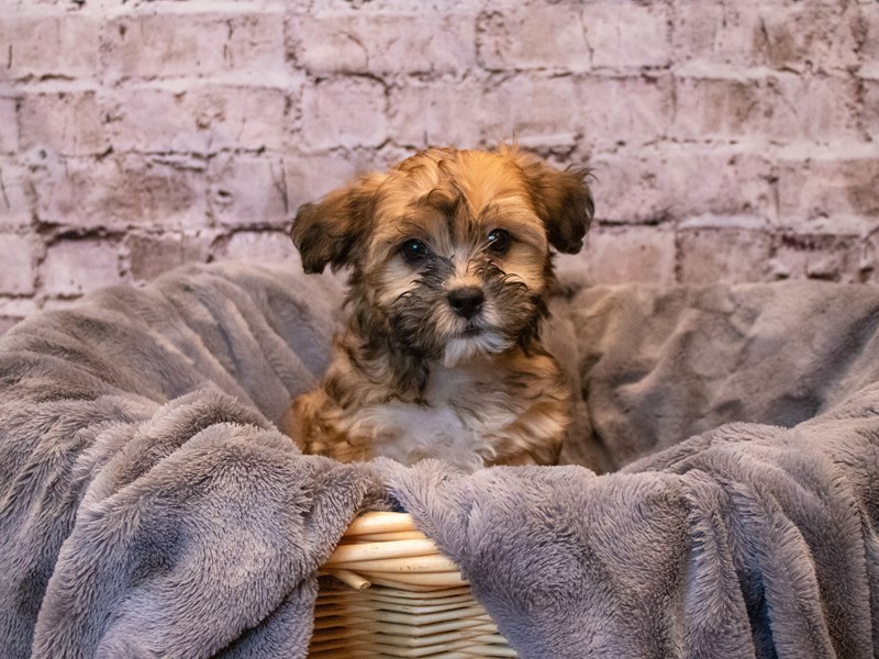 Shihpoo- Available 11/10-Male-Tan-3376676-PetCenter Old Bridge Puppies For Sale