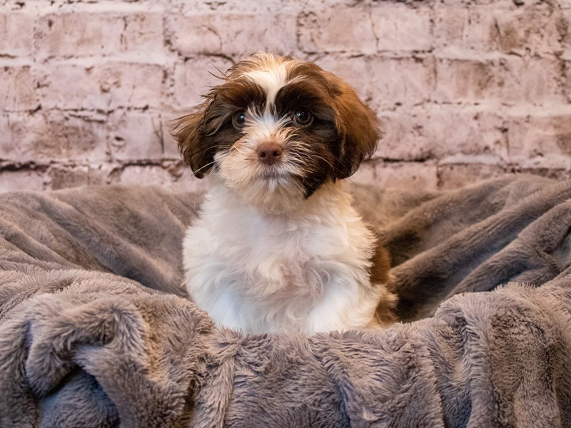 Shihpoo- Available 11/10-Female-Chocolate / White-3376675-PetCenter Old Bridge Puppies For Sale