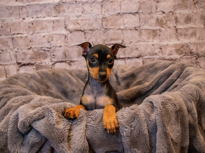 Miniature Pinscher- Available 11/10-DOG-Male-Black / Rust-3376658-PetCenter Old Bridge Puppies For Sale