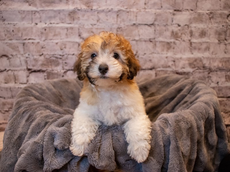 Poodle- Available 11/10-DOG-Male-Brown / White-3376660-PetCenter Old Bridge