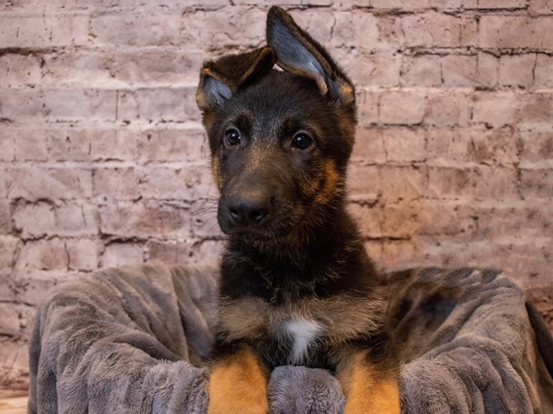German Shepherd- Available 11/10-DOG-Male-Black / Red-3376659-PetCenter Old Bridge Puppies For Sale