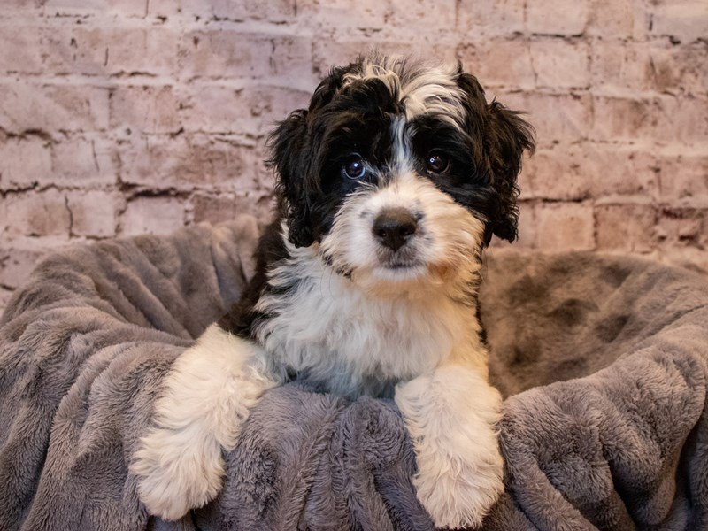Mini Aussiedoodle- Available 11/10-DOG-Female-Black / White-3376661-PetCenter Old Bridge Puppies For Sale